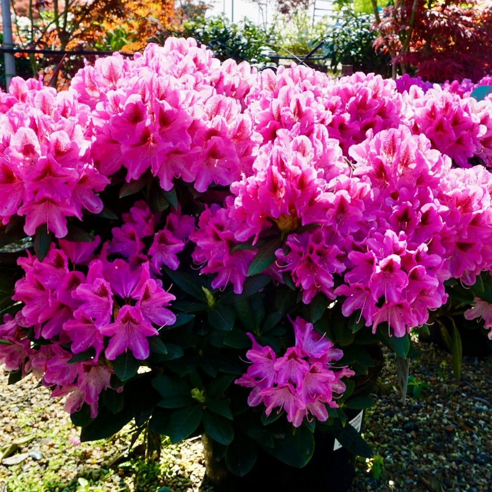 Rododendron "Cosmopolitan' 5lit