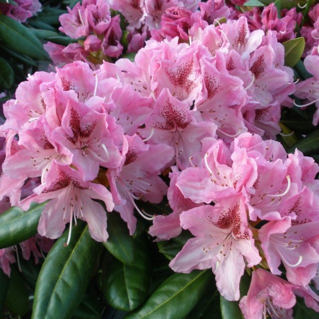 Rododendron "Cosmopolitan' 5lit