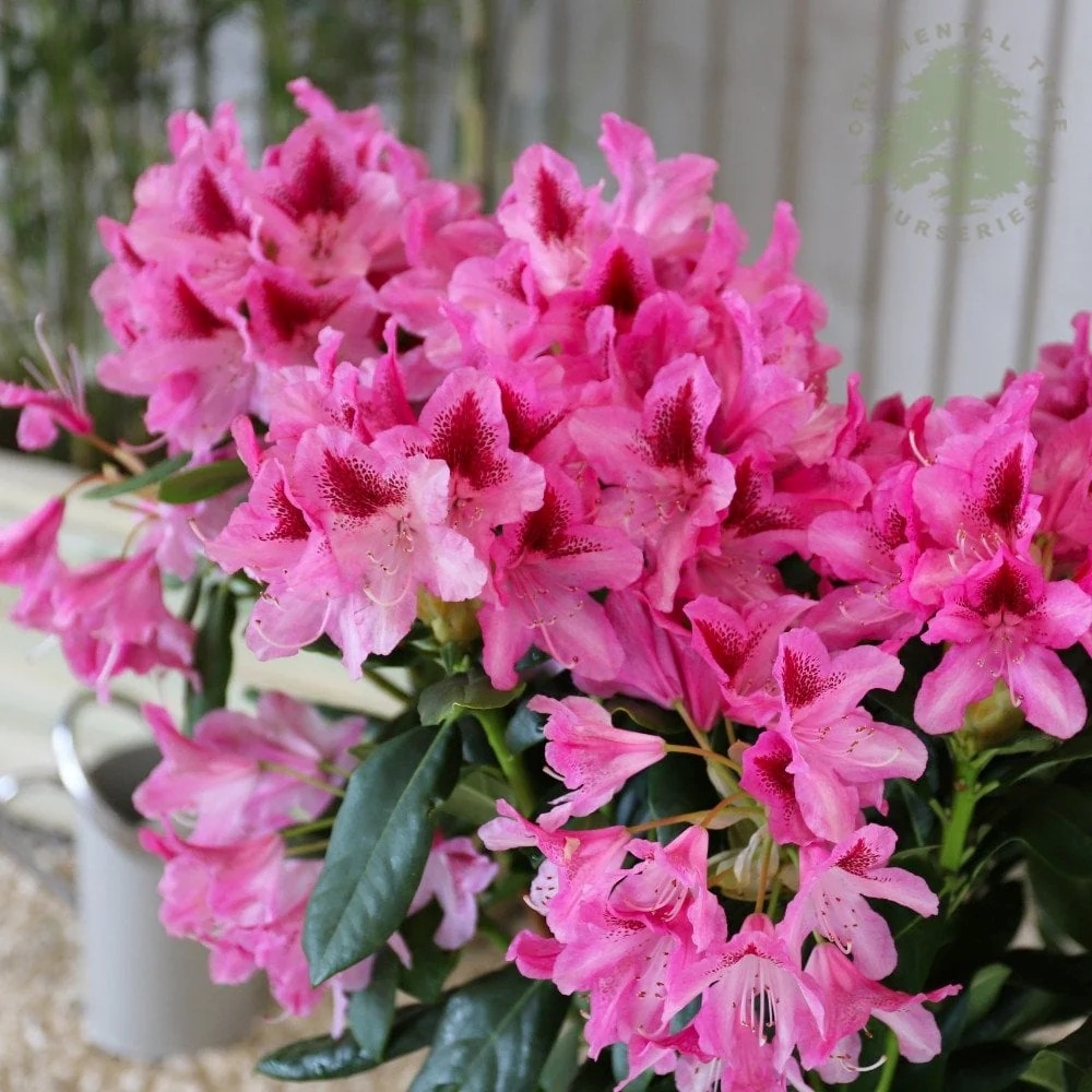 Rododendron "Cosmopolitan' 5lit