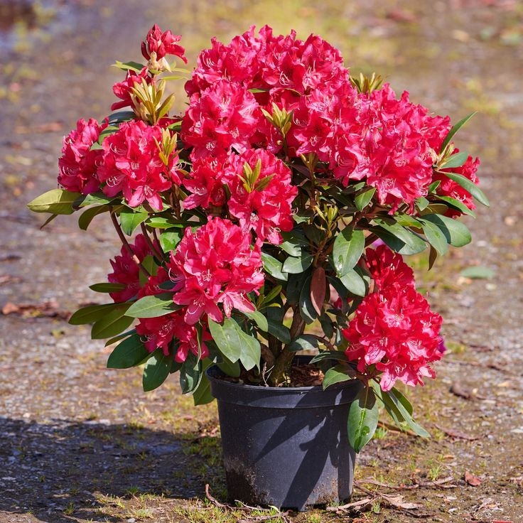 Rododendron "Karl Naue' 5lit