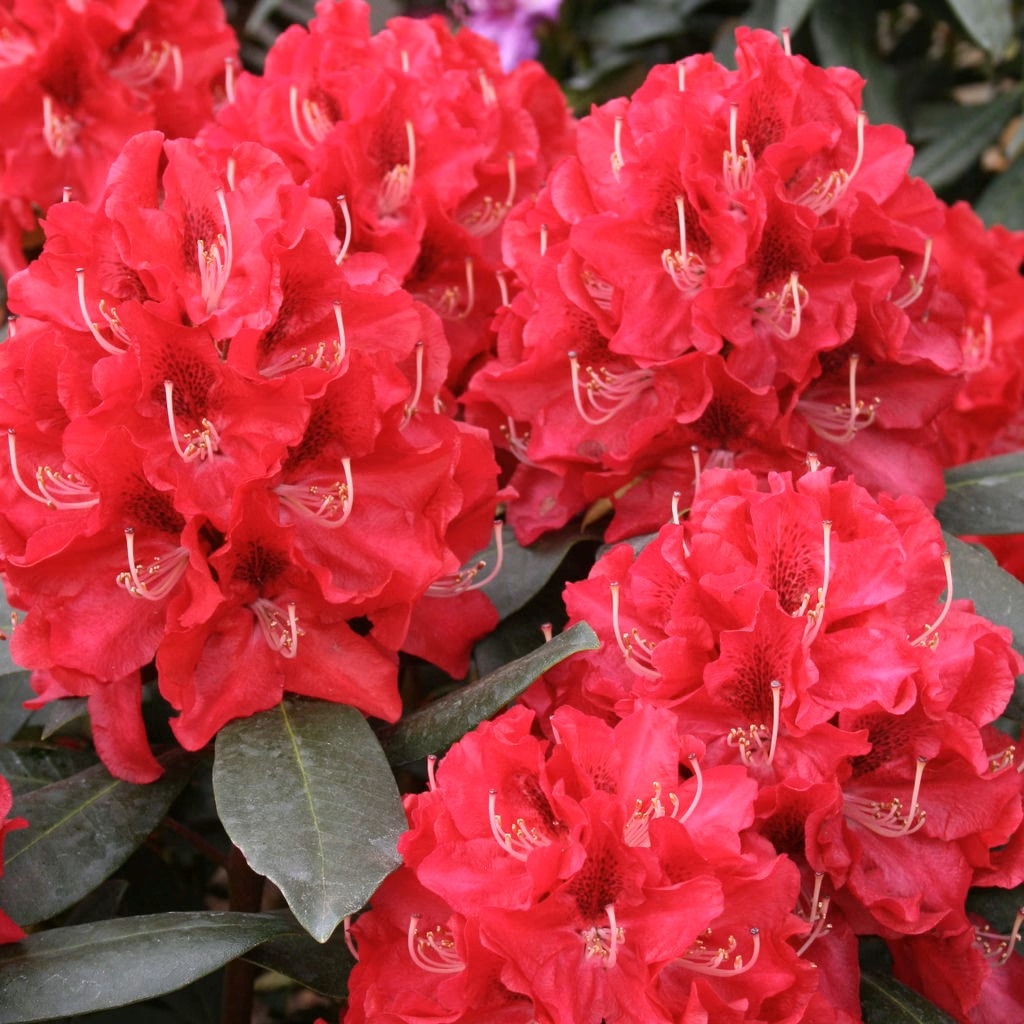 Rododendron "Karl Naue' 5lit