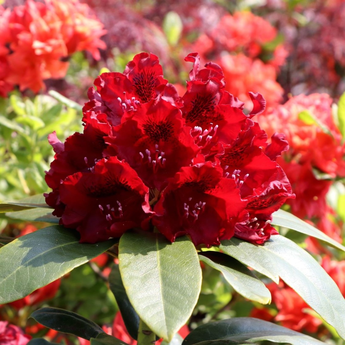 Rododendron "Karl Naue' 5lit