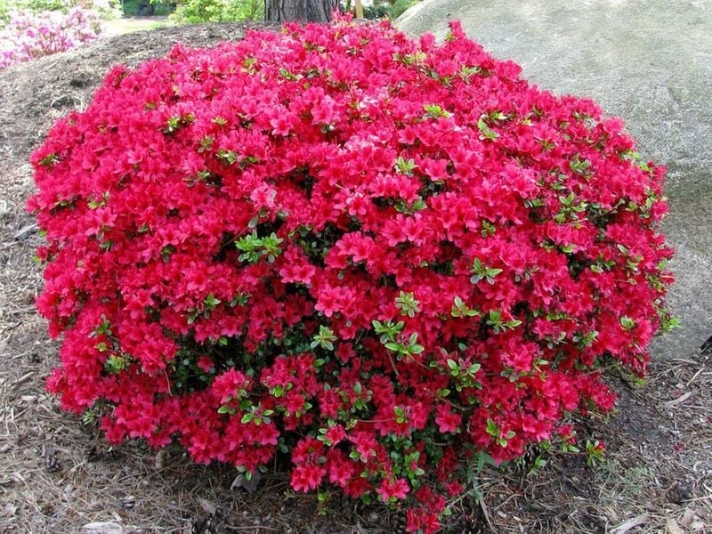 Rododendron "Maruschka' 5lit