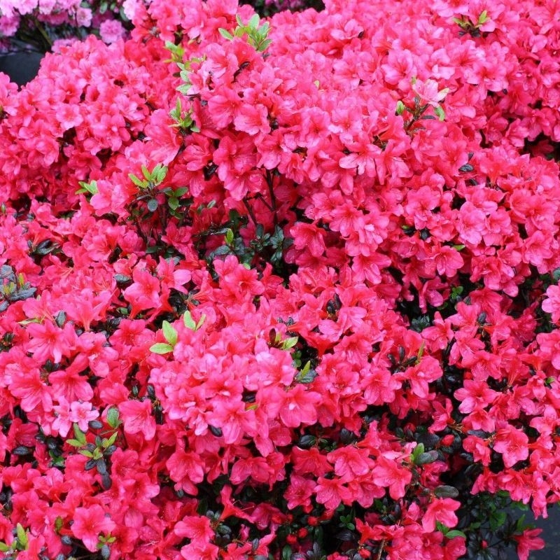 Rododendron "Maruschka' 5lit