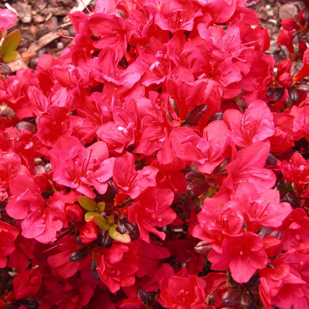 Rododendron "Maruschka' 5lit