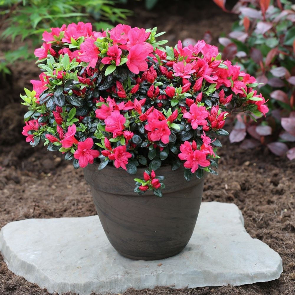 Rododendron "Maruschka' 5lit
