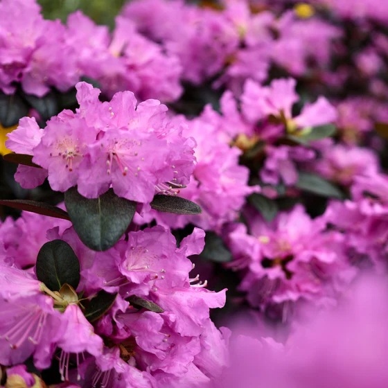 Rododendron "P.J.M. Elite' 5lit
