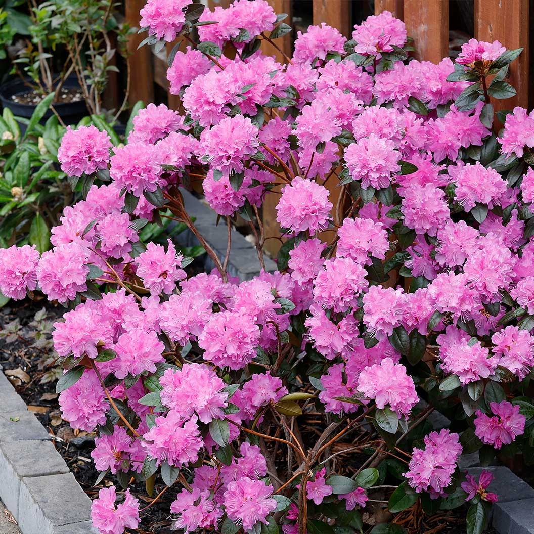 Rododendron "P.J.M. Elite' 5lit