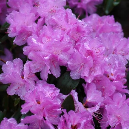 Rododendron "P.J.M. Elite' 5lit