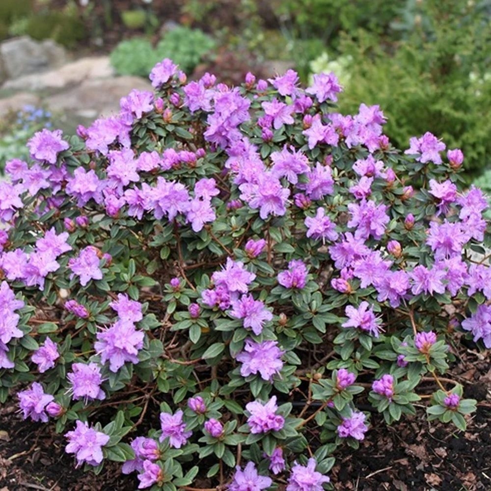 Rododendron "Ramapo' 5lit