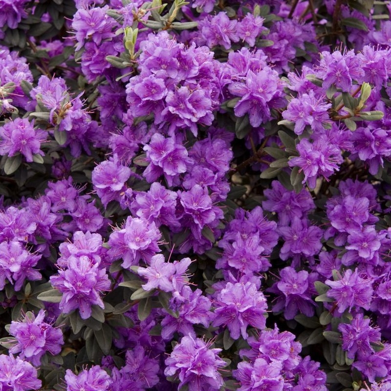 Rododendron "Ramapo' 5lit