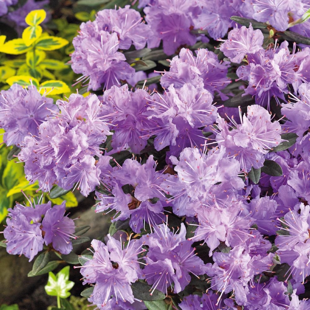 Rododendron "Ramapo' 5lit