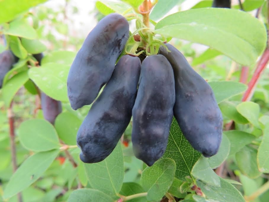 Ruska borovnica 'BLUE BANANA' MP60 In vitro OD 15.03.26.
