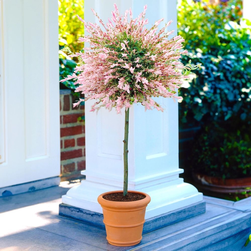 Salix integra "Hakuro-nishiki" 120-140 cm 5lit