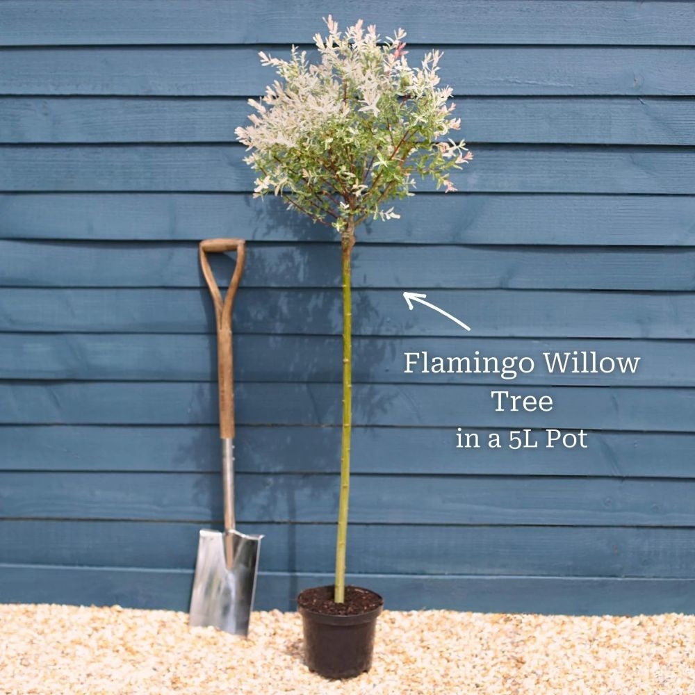 Salix integra "Hakuro-nishiki" 120-140 cm 5lit