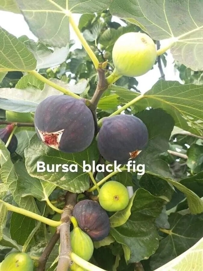 Smokva crna 'Bursa' - 10lit