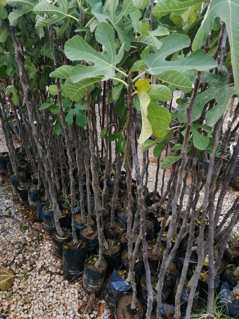 Smokva crna 'Bursa' - 10lit