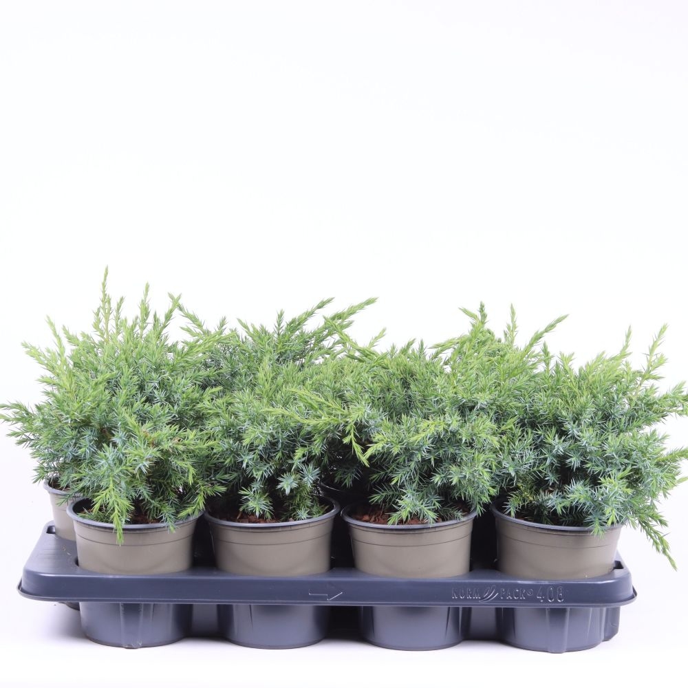 Smreka 'Blue Swede' 20-25cm