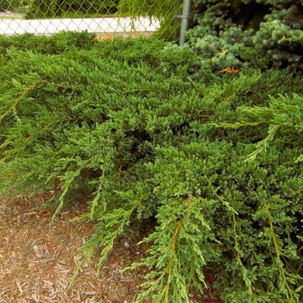 Smreka puzajuća 'Green Carpet' 20-25cm