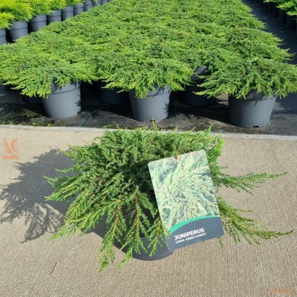 Smreka puzajuća 'Green Carpet' 20-25cm