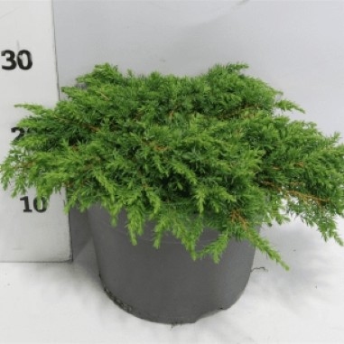 Smreka puzajuća 'Green Carpet' 20-25cm