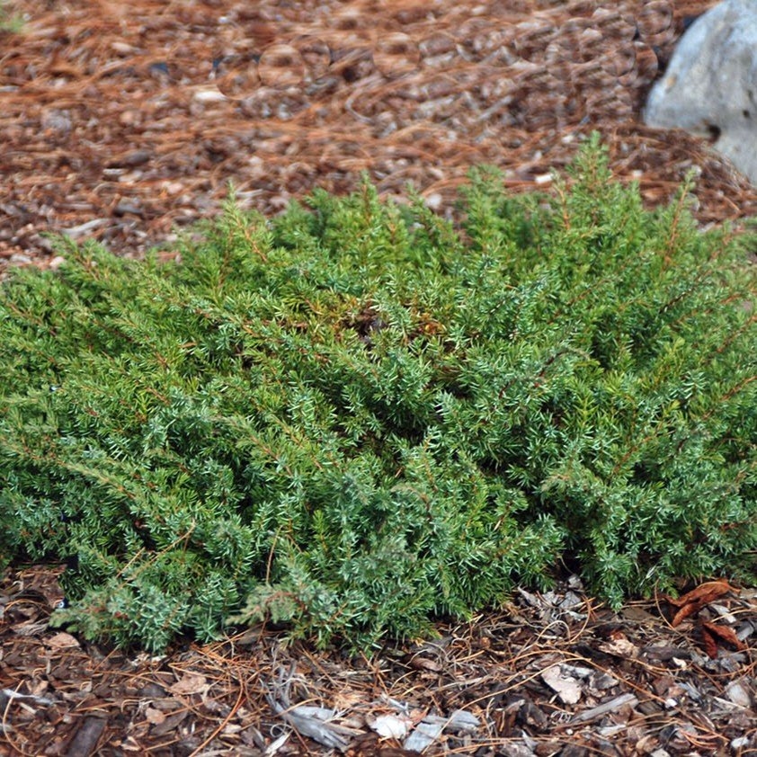 Smreka puzajuća 'Green Carpet' 20-25cm