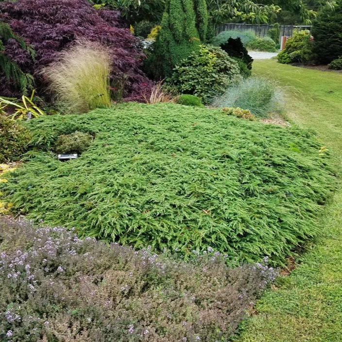 Smreka puzajuća 'Green Carpet' 20-25cm