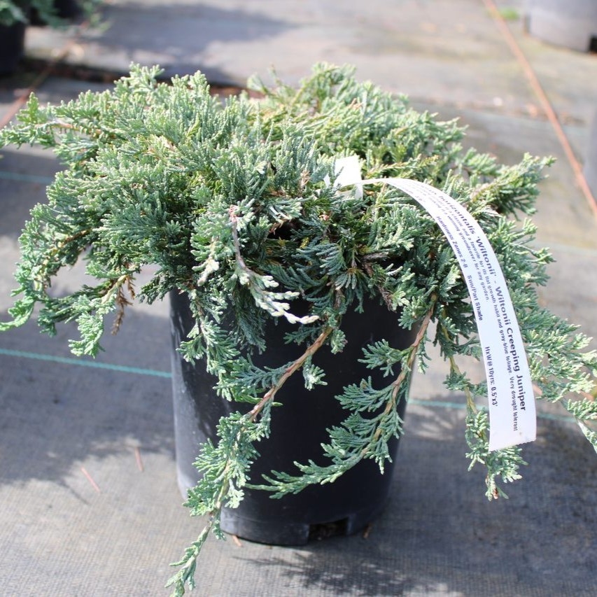 Smreka puzajuća 'Wiltonii' 10cm