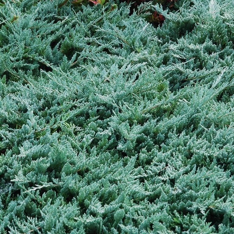 Smreka puzajuća 'Wiltonii' 10cm