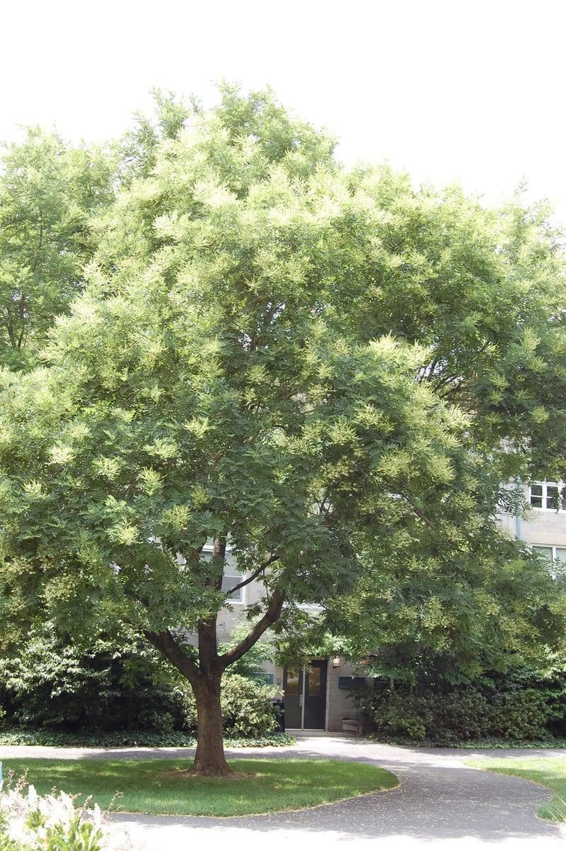 Sofora Japonica - Japanska sofora 100-150cm