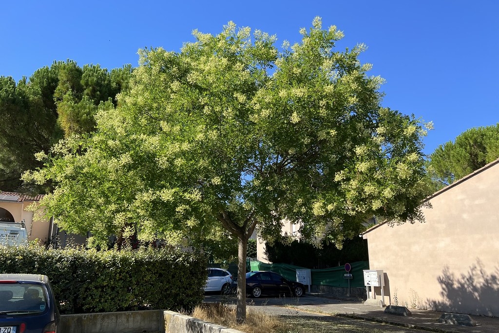 Sofora Japonica - Japanska sofora 100-150cm