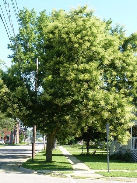 Sofora Japonica - Japanska sofora 100-150cm