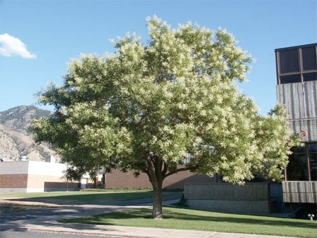 Sofora Japonica - Japanska sofora 100-150cm