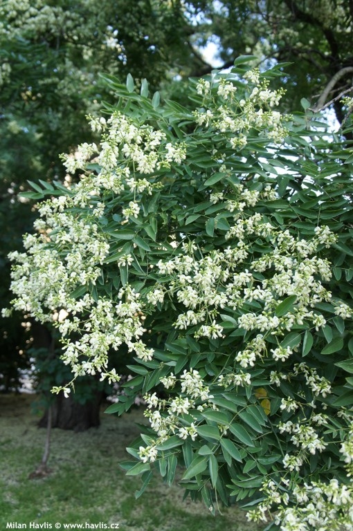 Sofora Japonica - Japanska sofora 100-150cm