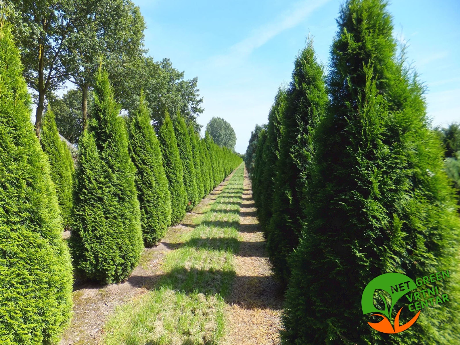 Thuja Occidentalis Smaragd 150-200cm