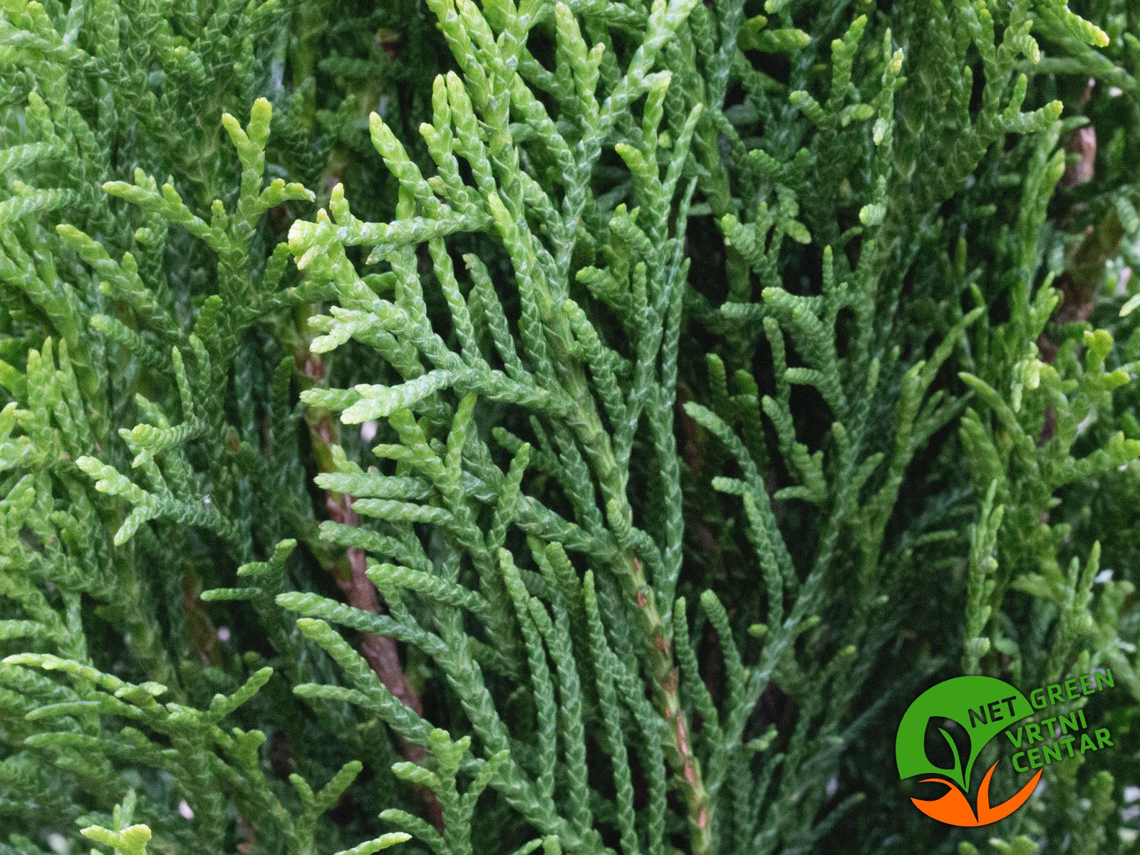 Thuja Occidentalis Smaragd 150-200cm
