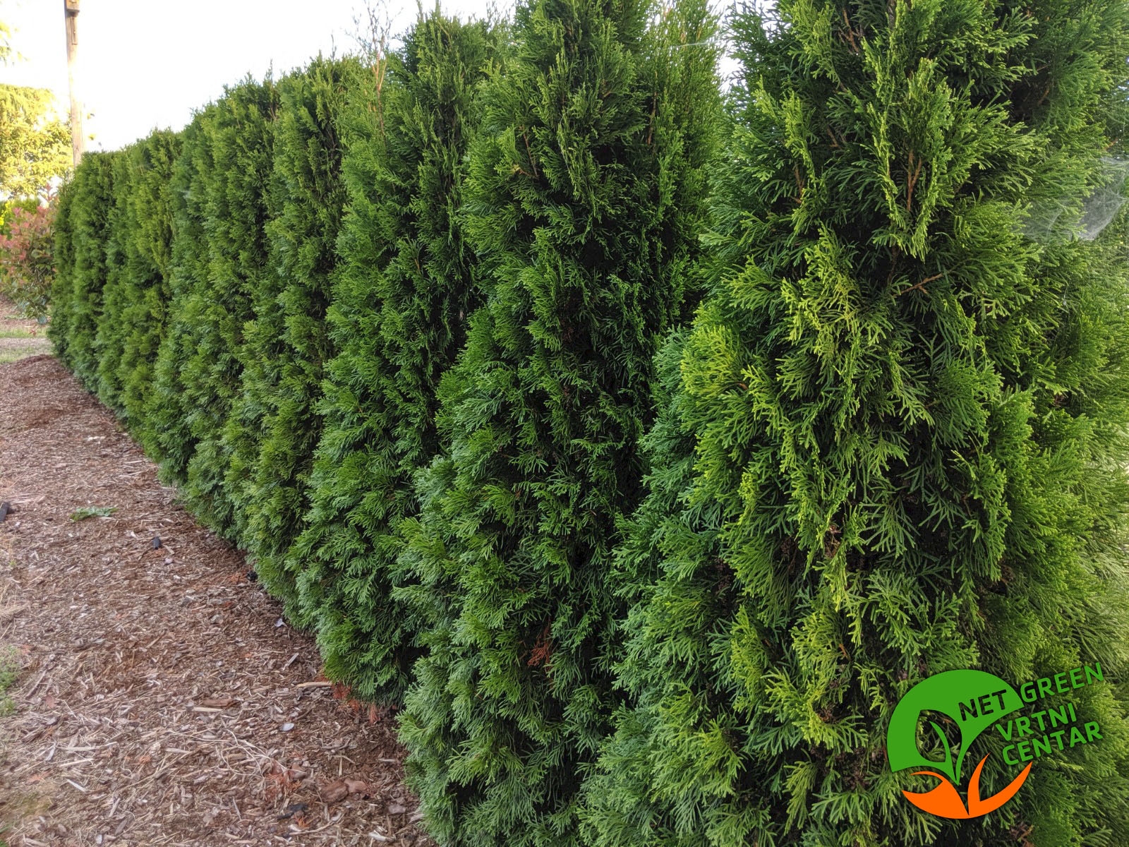 Thuja Occidentalis Smaragd 150-200cm