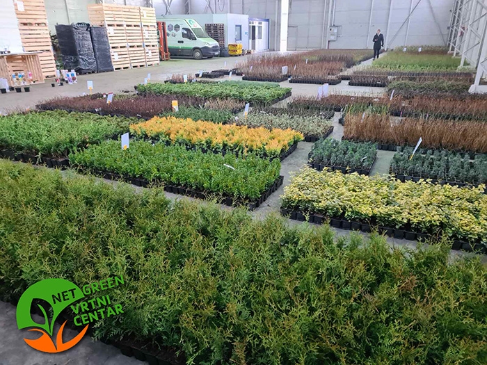 Thuja Occidentalis Smaragd 150-200cm