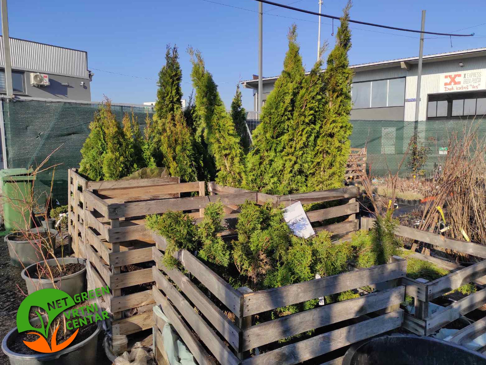 Thuja Occidentalis Smaragd 150-200cm