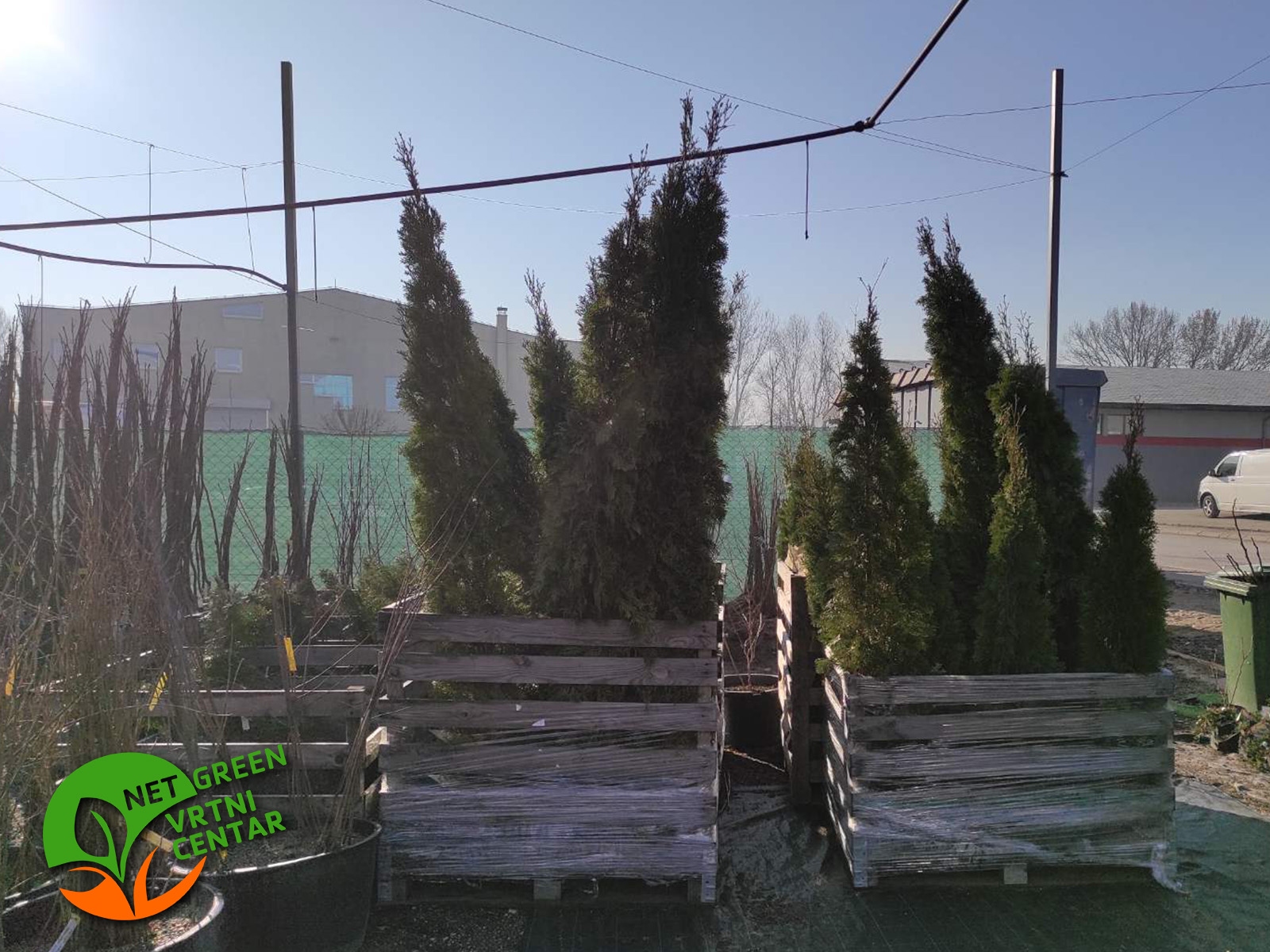 Thuja Occidentalis Smaragd 150-200cm