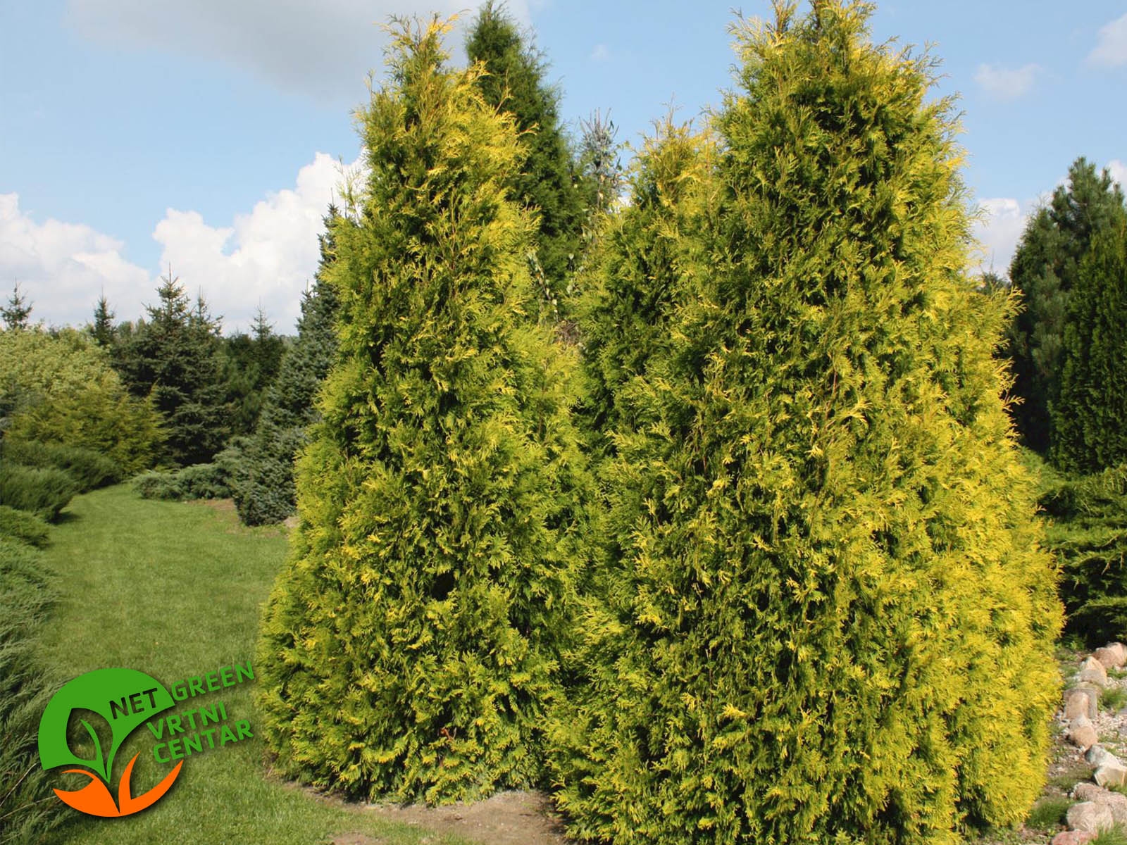 Thuja Occidentalis Sunkist 2lit
