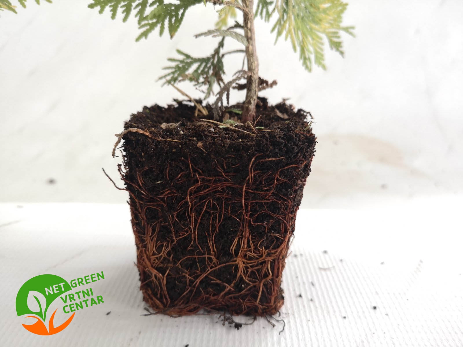 Thuja Occidentalis Sunkist 2lit