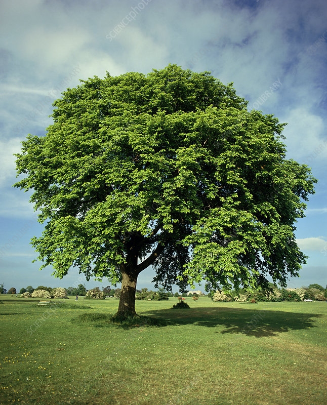 Ulmus Glabra / Gorski brijest 100+