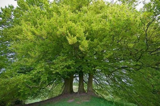 Ulmus Glabra / Gorski brijest 100+