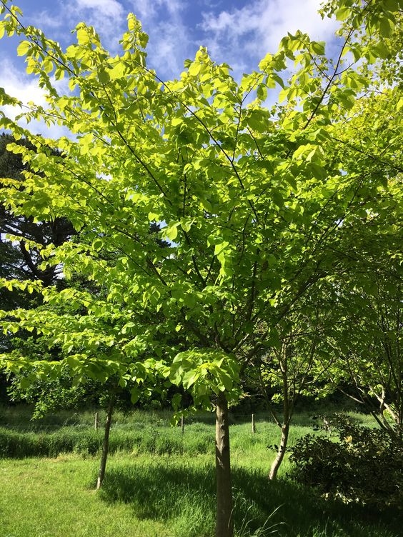 Ulmus Glabra / Gorski brijest 100+