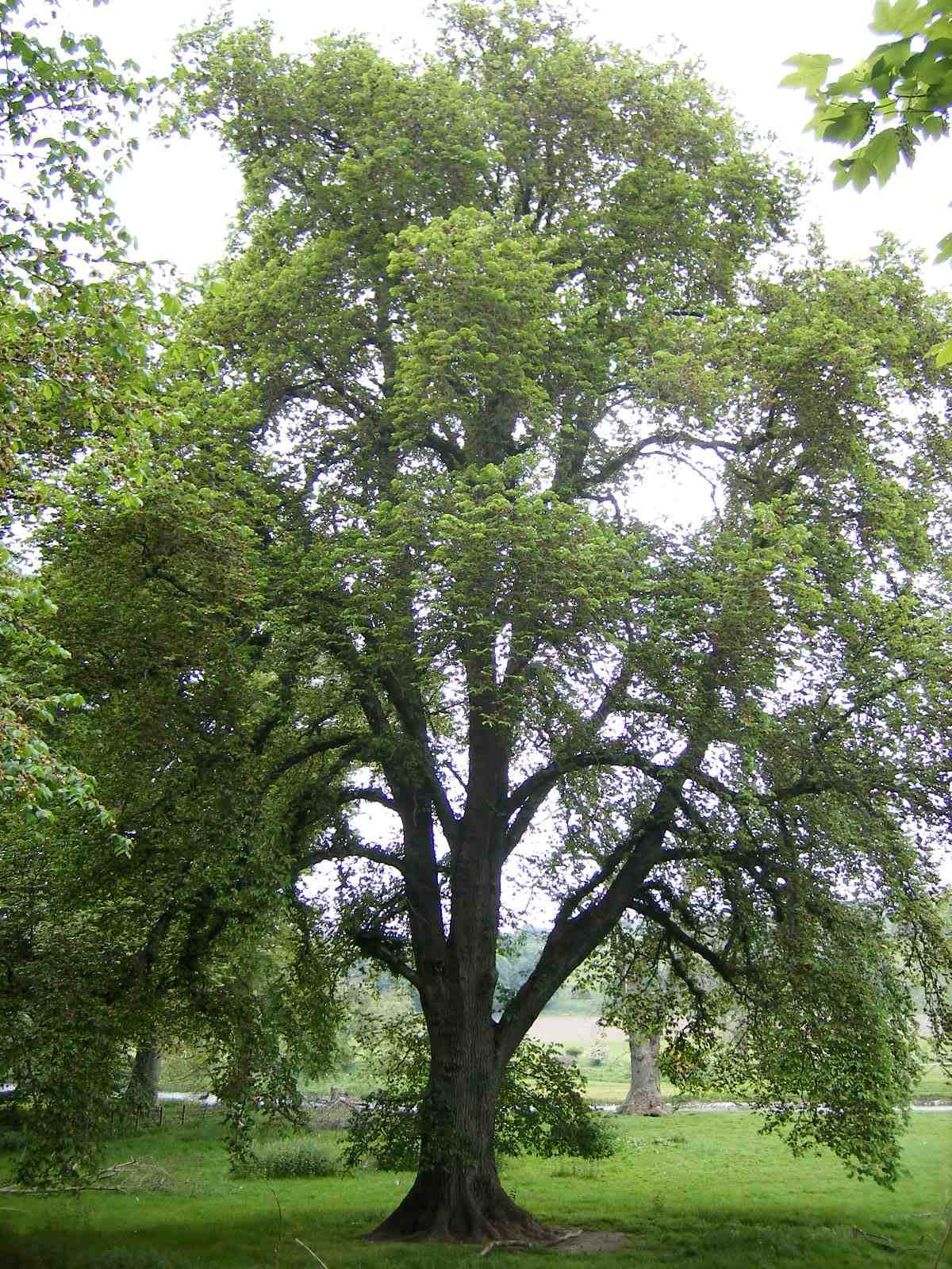 Ulmus Glabra / Gorski brijest 100+