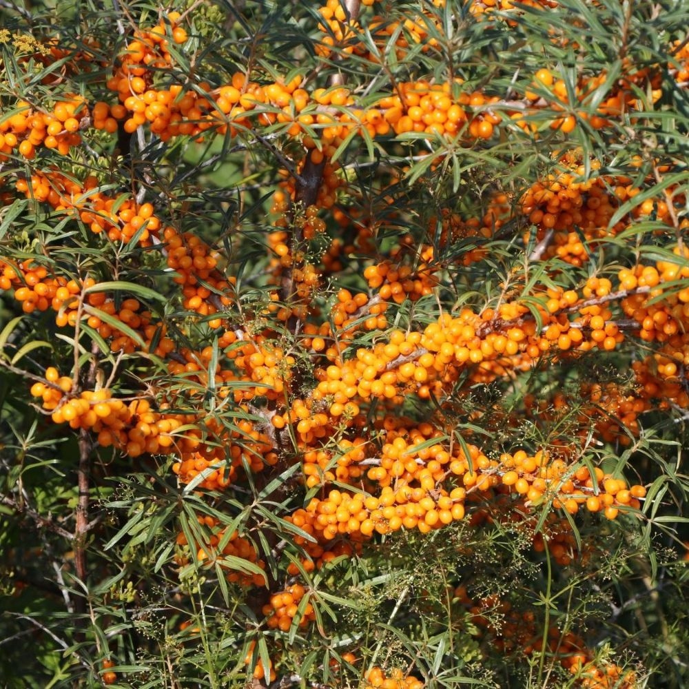 Vučji trn - 'Friesdorfer Orange' 1,5 lit
