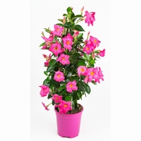 Dipladenia Pink 3L 50-100 cm