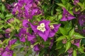 Bugenvilea - Bougainvillea Deep Purple