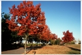 Quercus rubra  - Crveni hrast 50+